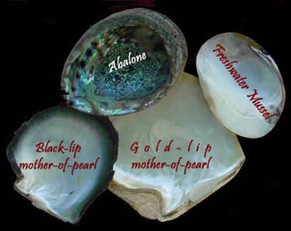 Rocket Knives offers a variety of salt water shell from     around the world