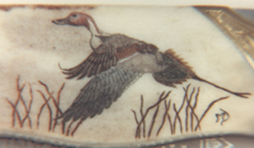 Scrimshaw By Mary full color scrimshaw of a          pintail duck